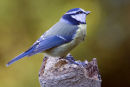 Blue Tit